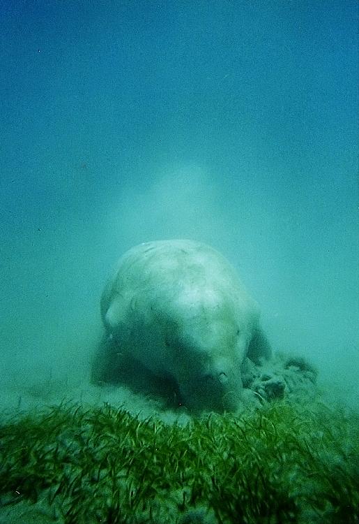 The dugong :-)