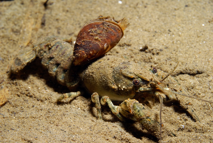 Gevlekte rivierkreeft met mossel op zijn rug