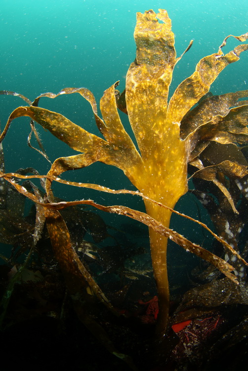 Kelp op het dek van de Scylla