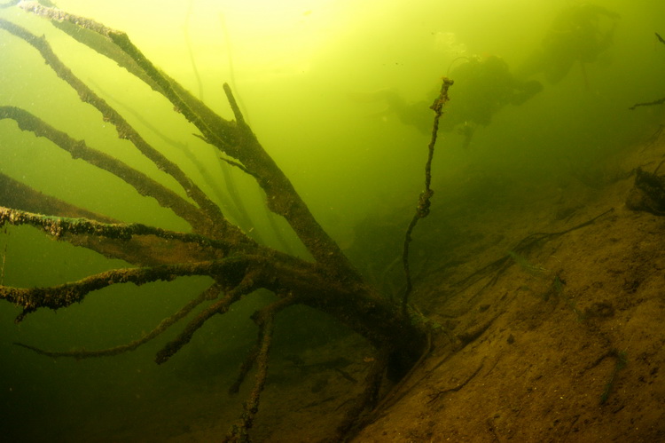 Verdronken boom in de empelse plas