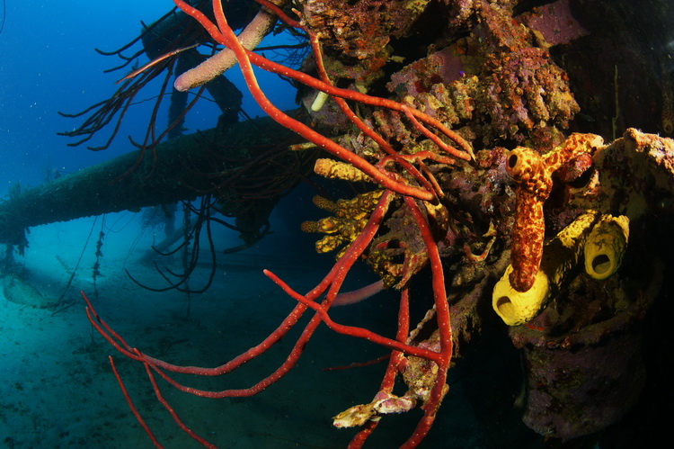 Rood koraal op de Hilma Hooker