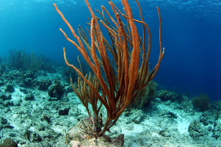 Zacht koraal