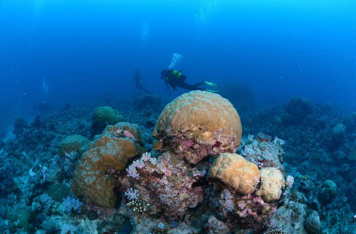 koraal en duikers