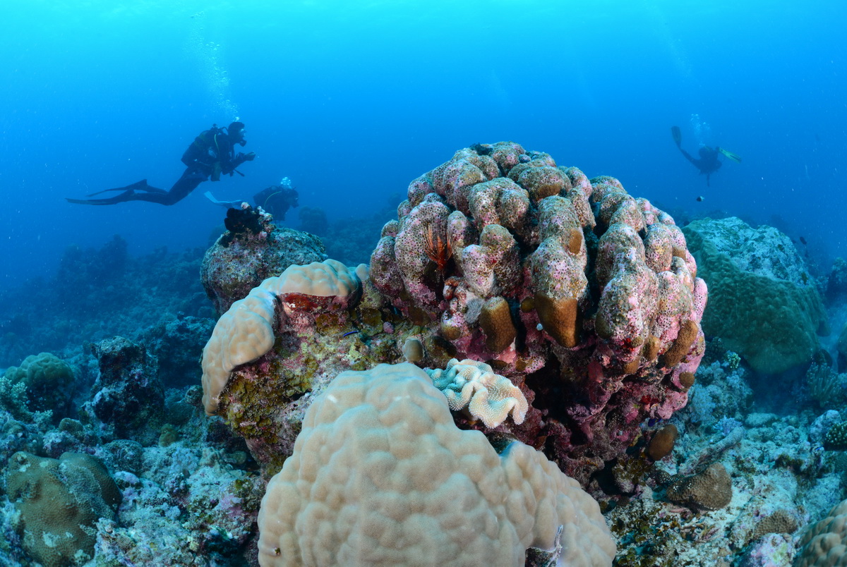 hard koraal en duikers