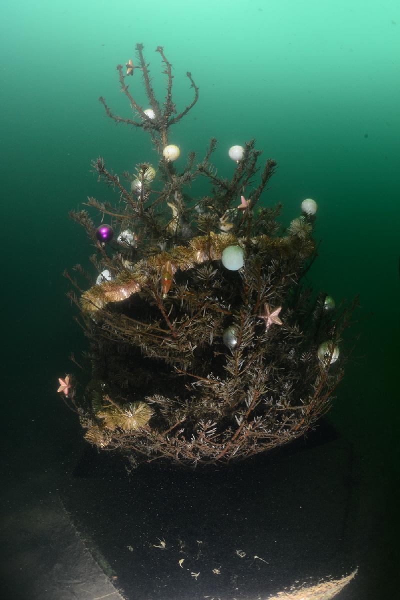 kerstboom in een wrakje