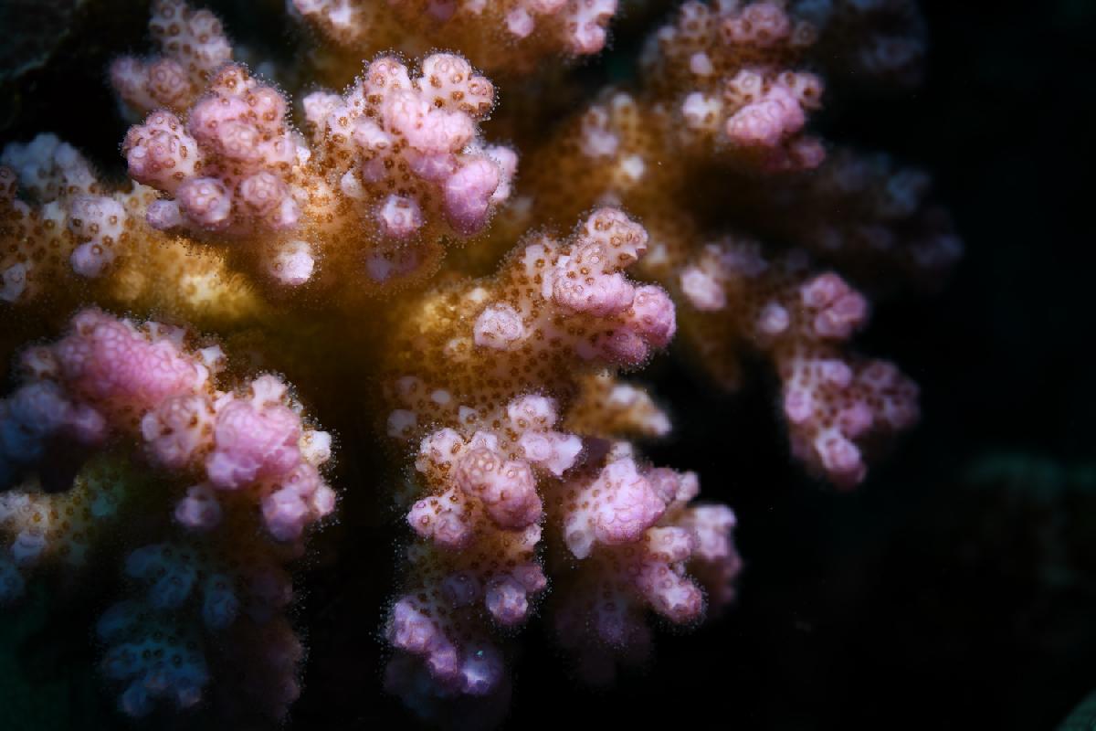 hard koraal