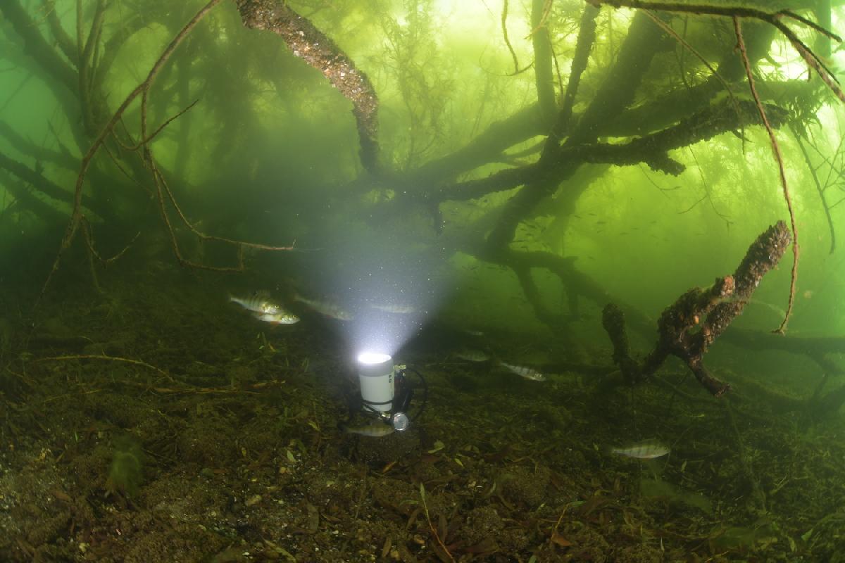 boomtakken in het water