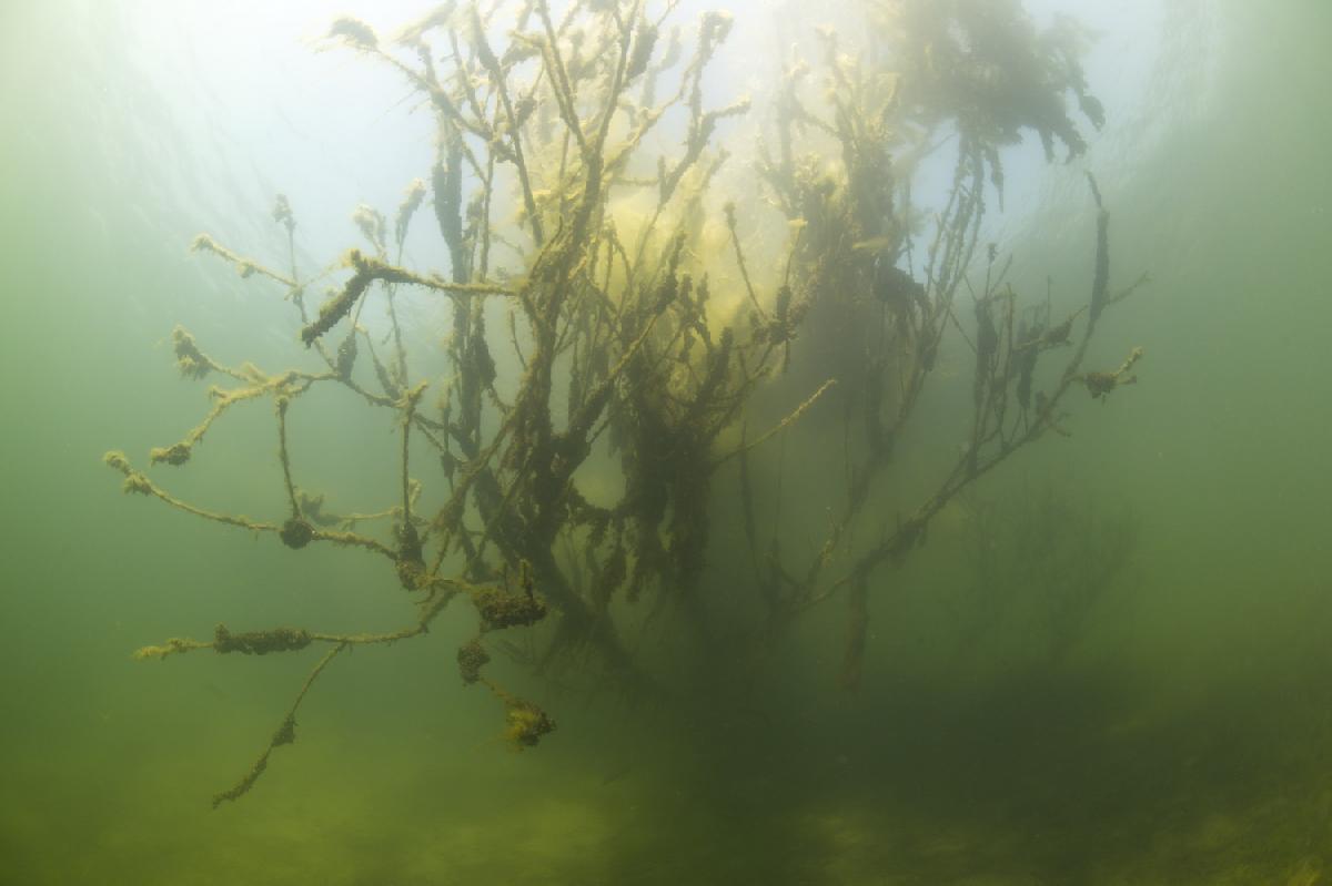 boomtakken in het water