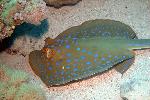 Blue Spotted Stingray