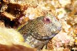 Blenny