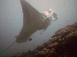 Manta Ray