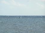 Humpback Whale enjoying the warm waters