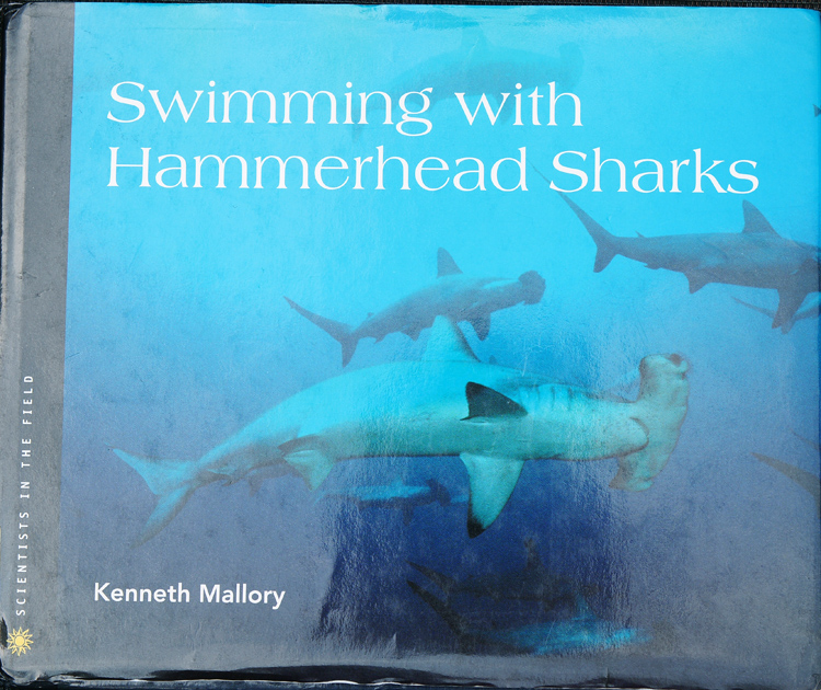 Swimming With Hammerhead Sharks