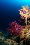 Paars koraal