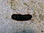 Tiger flatworm