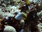 Freckled hawkfish