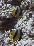 Red Sea bannerfish