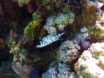 Spotfin squirrelfish