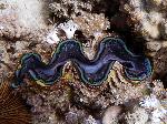 Common giant clam