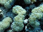 Bubble coral