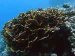 Two curious Red Sea anemonefish