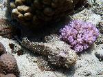 Scorpionfish