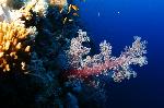 Zacht koraal