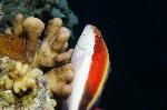 Rood witte vis op koraal