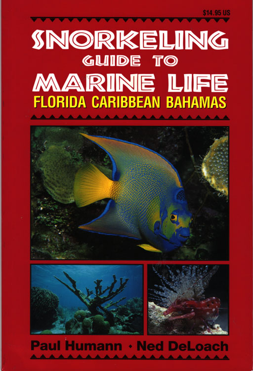 Snorkeling guide to marine life florida caribbean bahamas