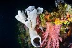 Sponzen en zacht koraal op de Fujikawa maru