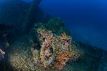 Tank op het dek van de Nippo Maru