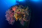 Koraal op de Momokawa maru