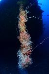 Ankerketting van de Fujisan maru