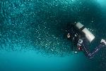 duikgids Simon Velez naast een grote school visjes