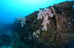 koraalduivel op het wrak van de water lily