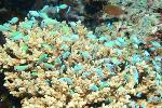 koraal met groenblauwe visjes