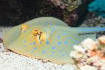 blue spotted stingray