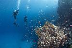 nick en bas duiken achter koraal met vlaggenbaarzen