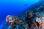 koraalrif met duikers