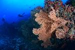 gorgonen op het koraal