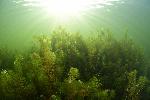 zonnestralen boven de waterplanten