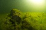 zonnestralen op groen wier