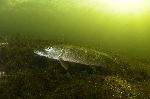 snoek op het zand in vinkeveen