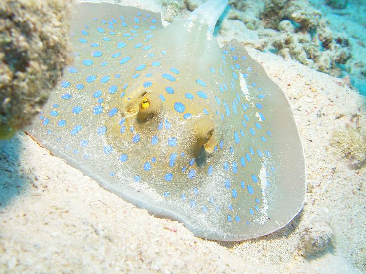 Blue spotted stingray