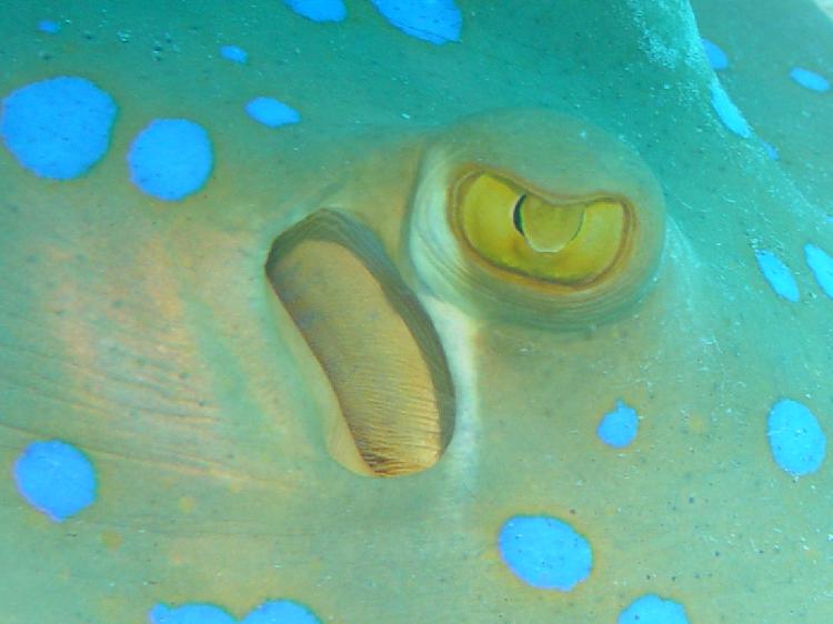 Oog van een blue spotted stingray