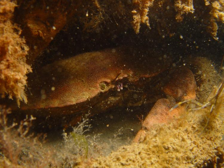 Noordzee krab