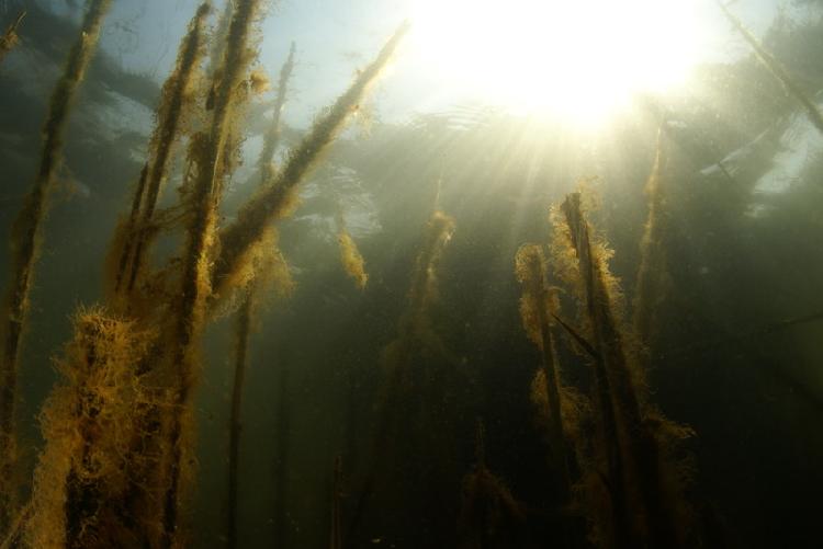 Tussen het riet