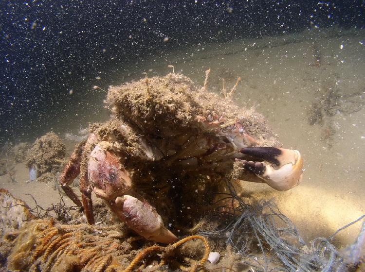 Krab die vast zat in net op de Doris