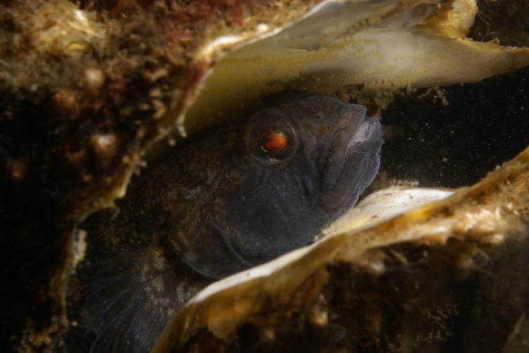 Zwarte grondel in oester