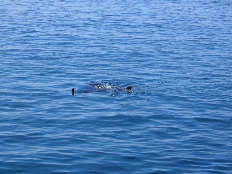 Manta from the boat